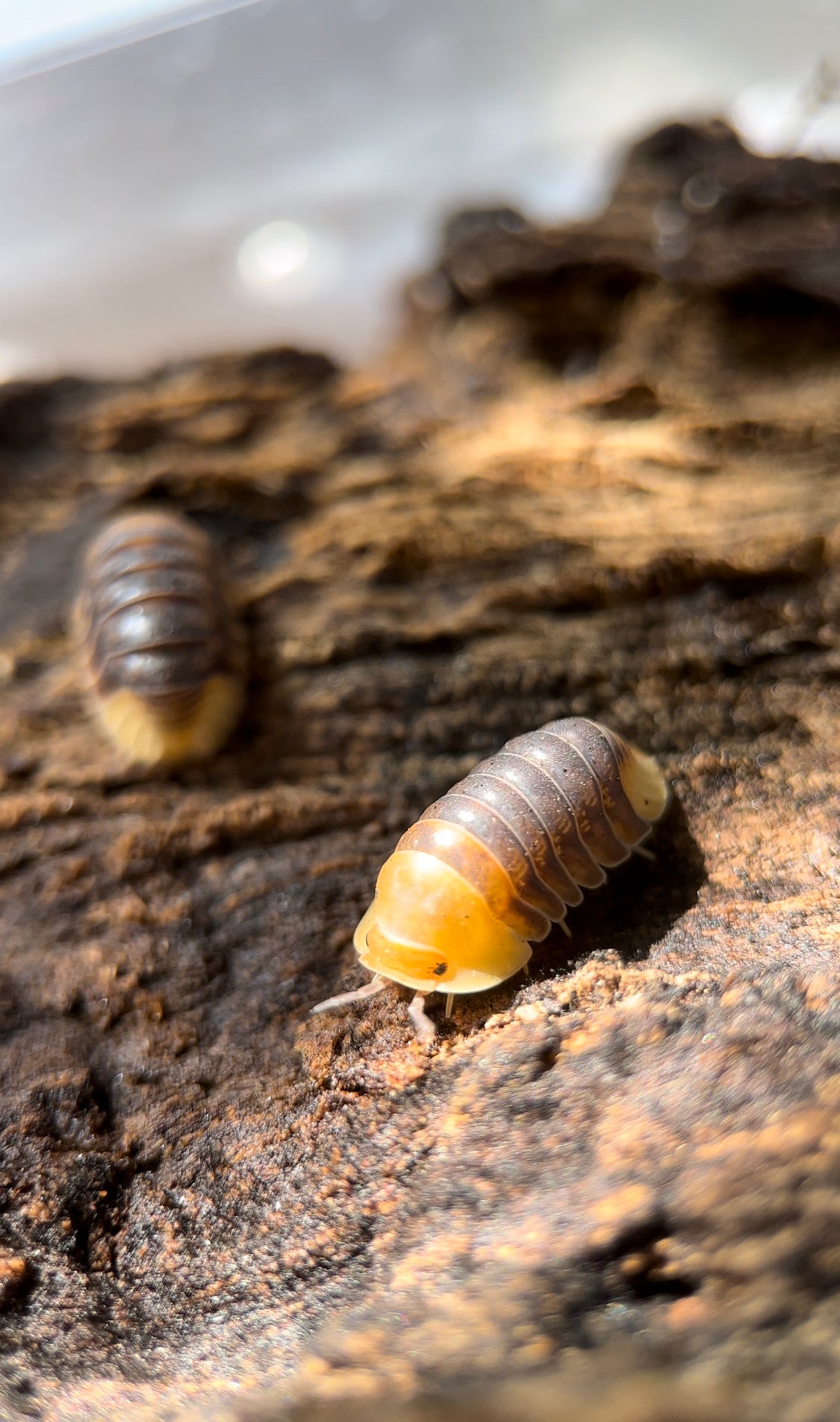 Cubaris sp. "Rubber ducky" isopods
