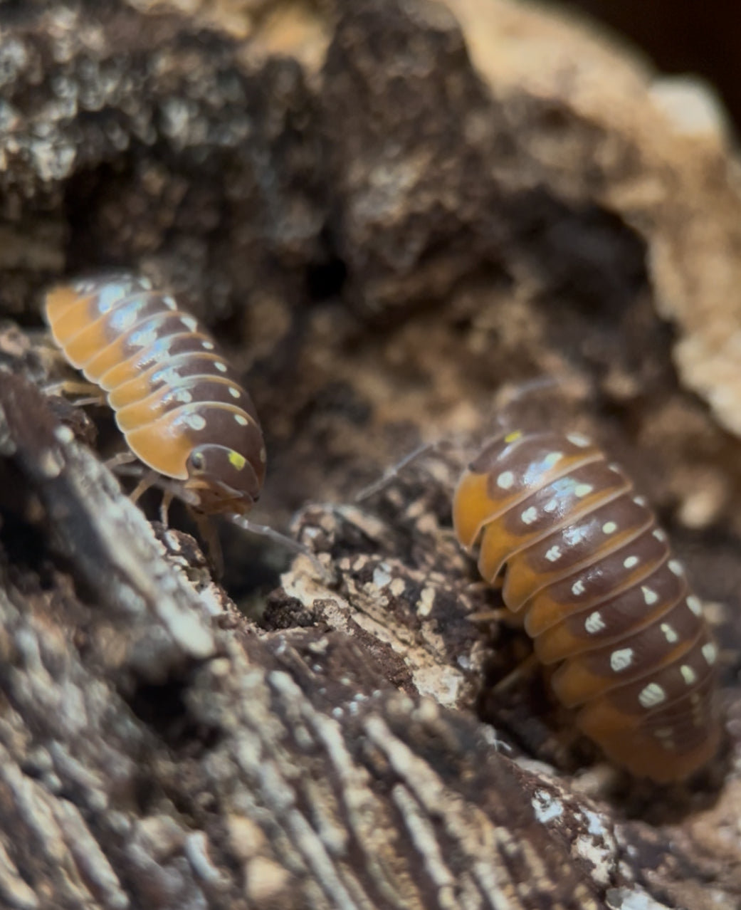 Armadillidium klugii “clown” isopods