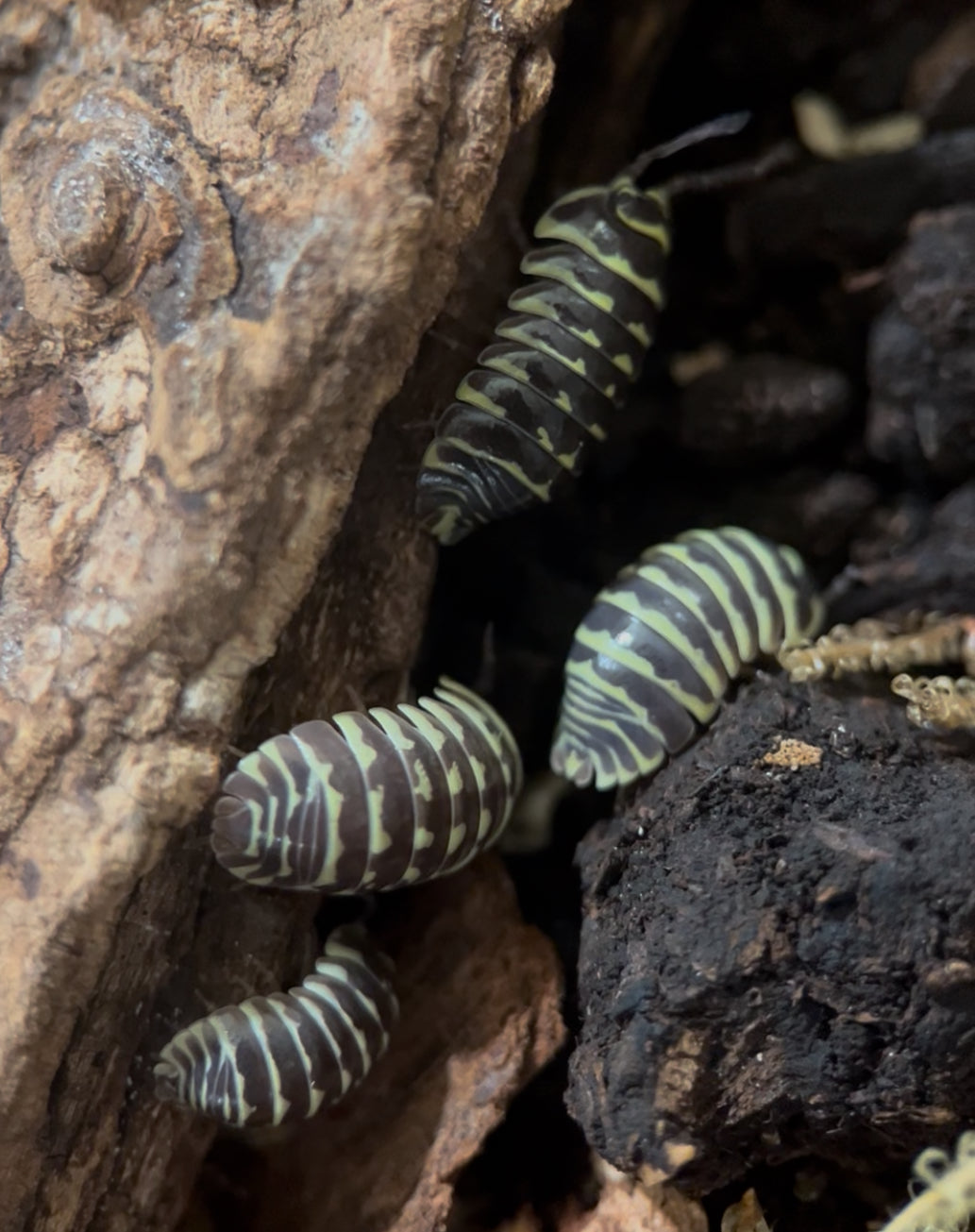 Armadillidium maculatum "Yellow zebra" isopods