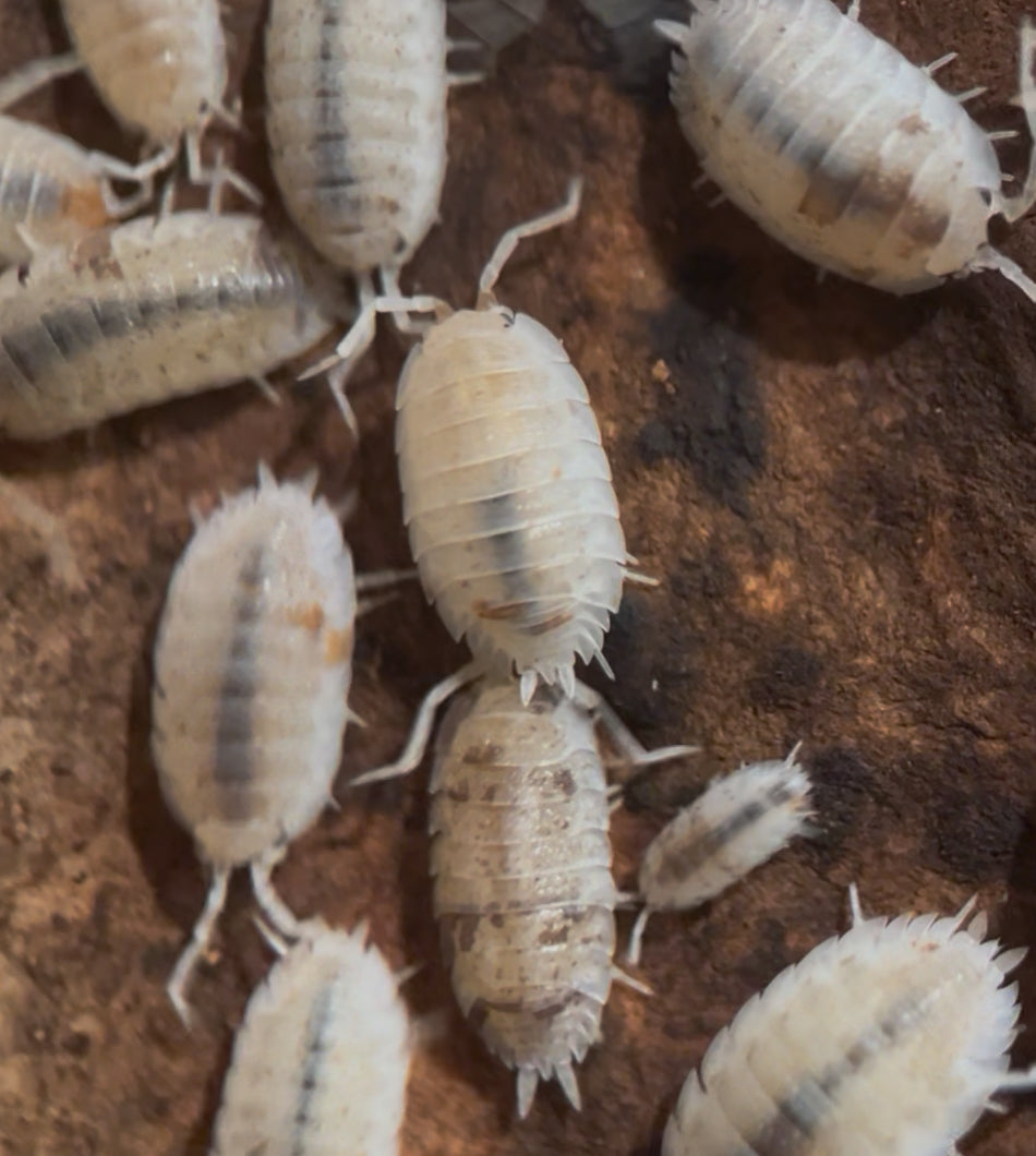 Porcellio scaber "Orange Dalmatian" isopods