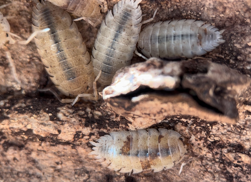Porcellio scaber "Orange Dalmatian" isopods