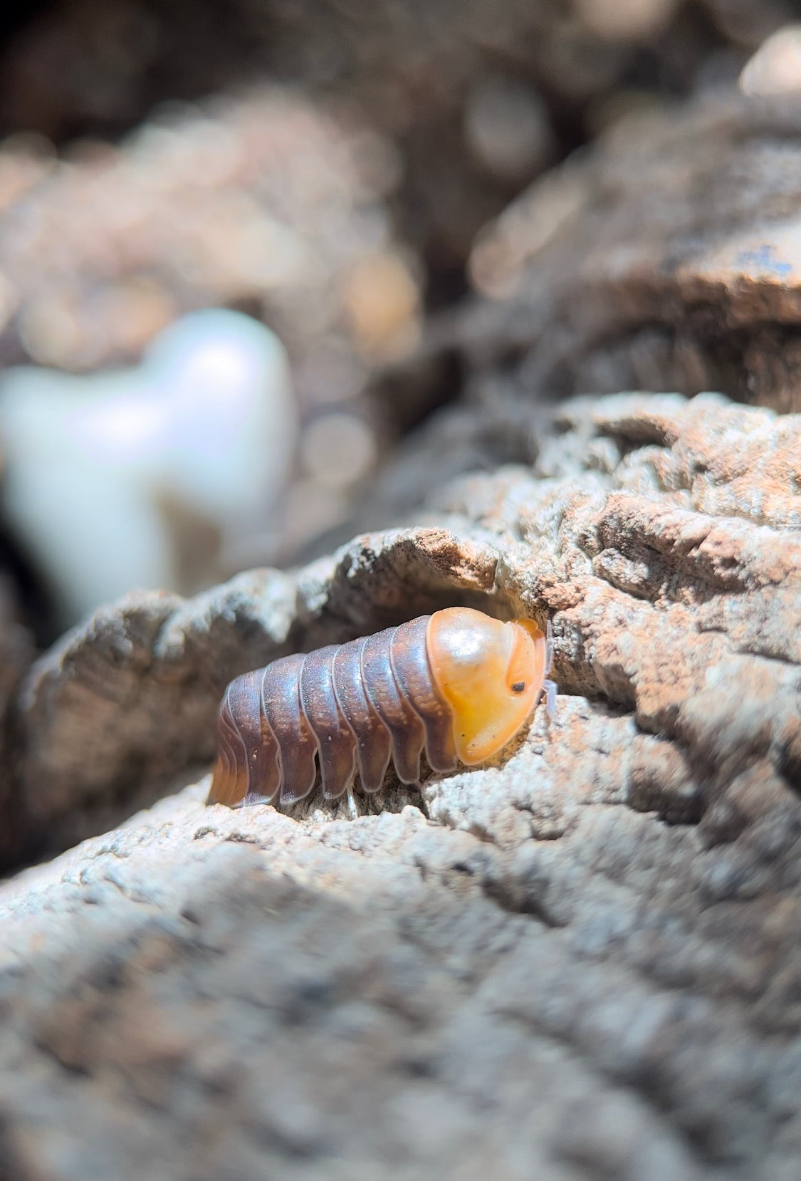 Cubaris sp. "Rubber ducky" isopods
