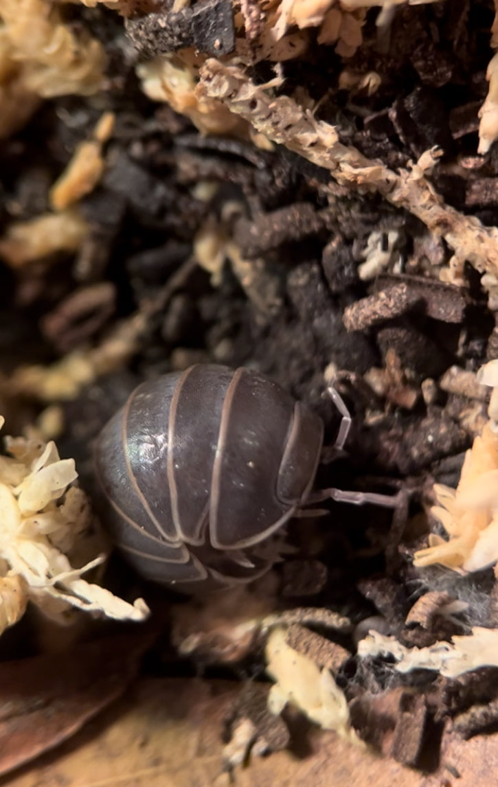Armadillo officinalis "Greece” - The hissing isopod