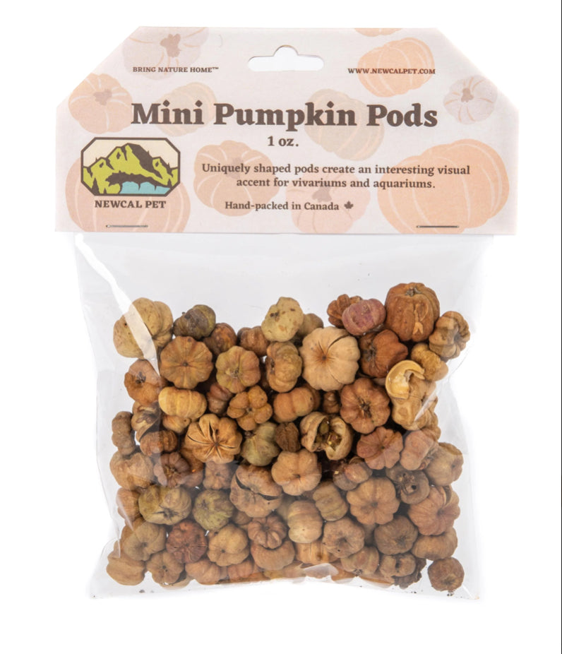NewCal Mini Pumpkin Pods, 1 oz.