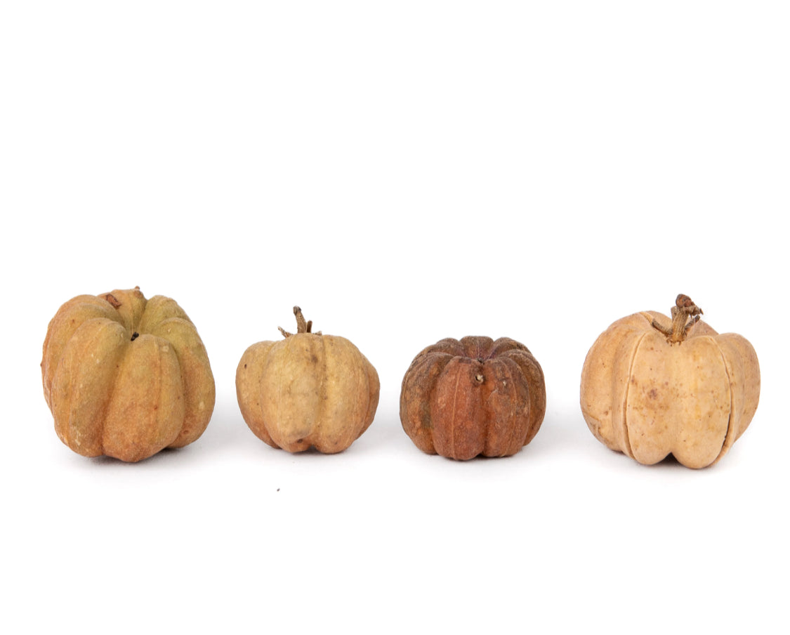 NewCal Mini Pumpkin Pods, 1 oz.