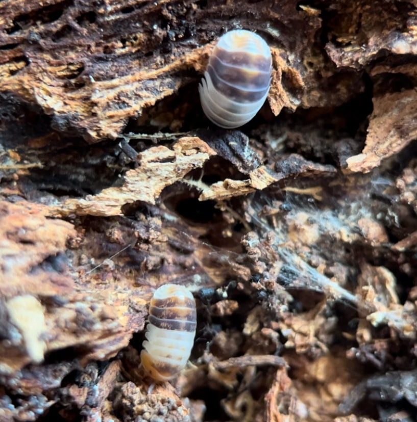 Cubaris sp. "White shark" Isopods