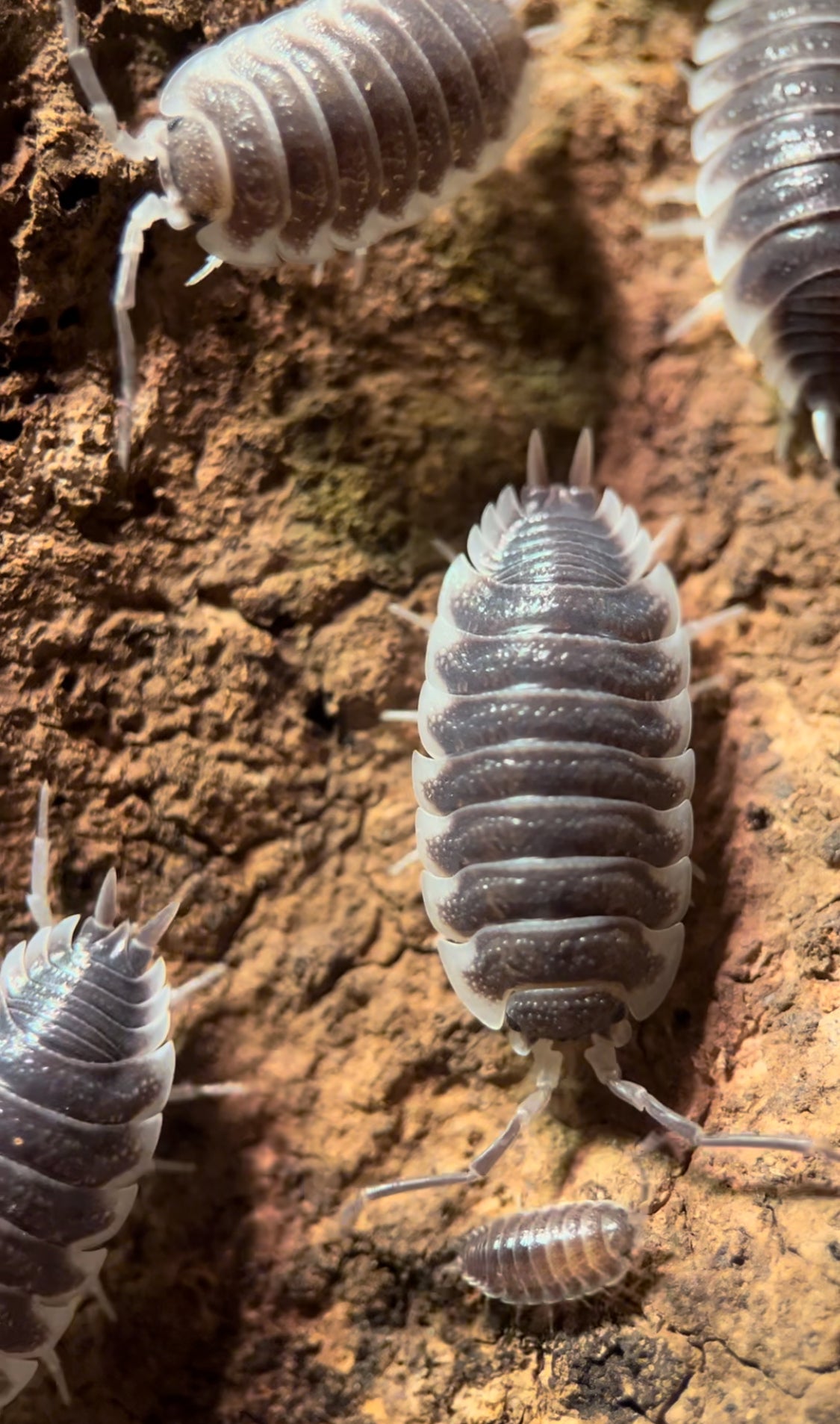 Porcellio hoffmannseggi "Titan" isopod