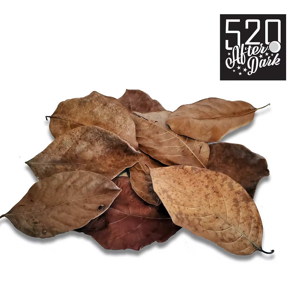 Jackfruit Leaves (10 pack)