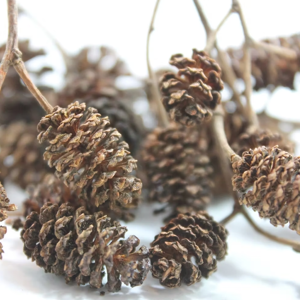 Alder Cones, 25 pack