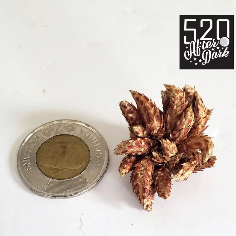 Star Flowers, 16g