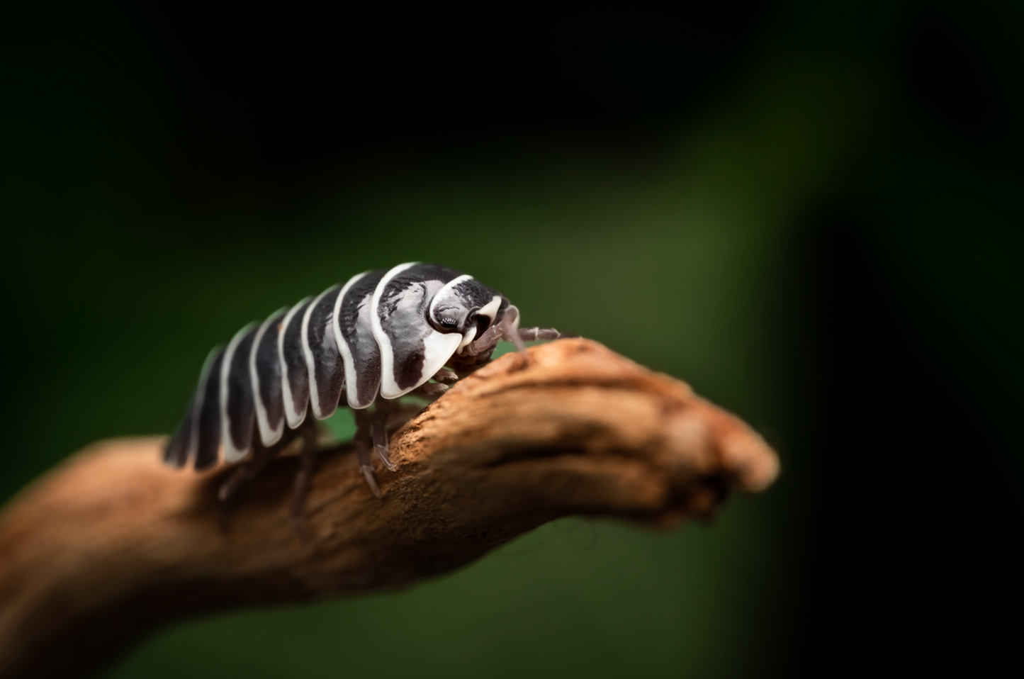 Armadillidium maculatum "Zebra" isopods
