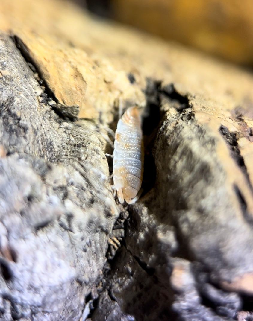 Porcellio scaber "Orange koi" isopods