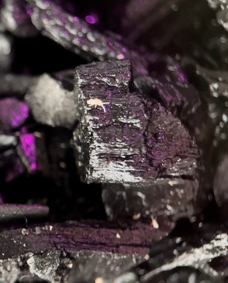 Sinella curviseta "Pink" springtails