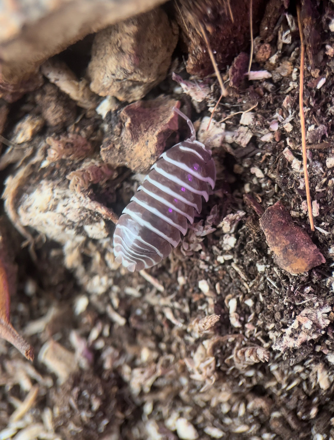 Armadillidium maculatum "Chocolate zebra" isopods