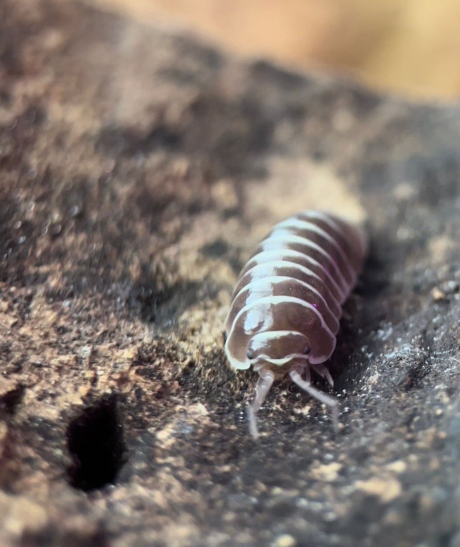 Armadillidium maculatum "Chocolate zebra" isopods