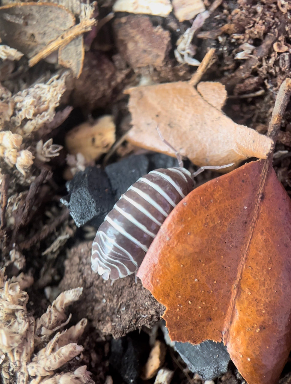 Armadillidium maculatum "Chocolate zebra" isopods