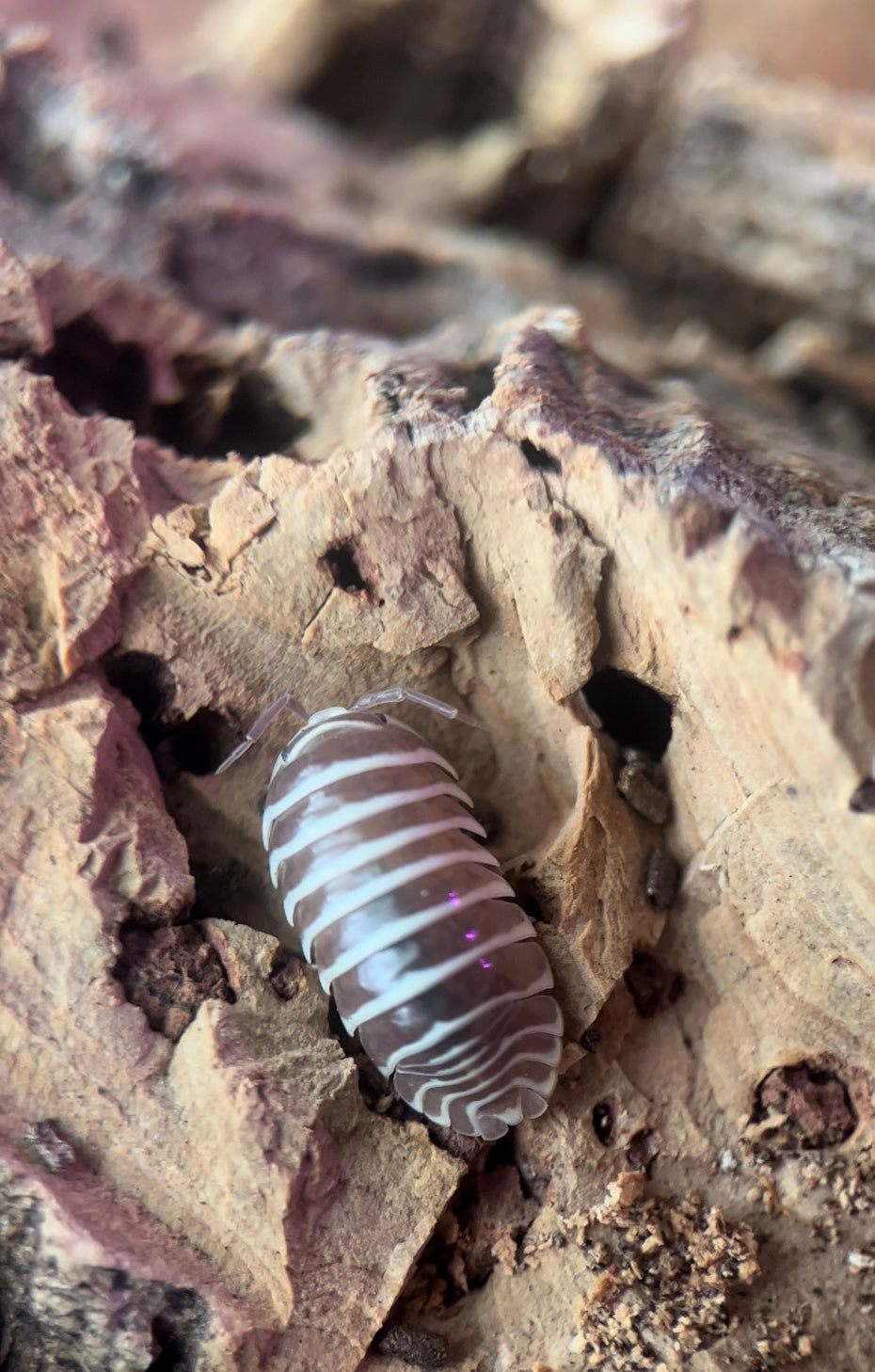 Armadillidium maculatum "Chocolate zebra" isopods