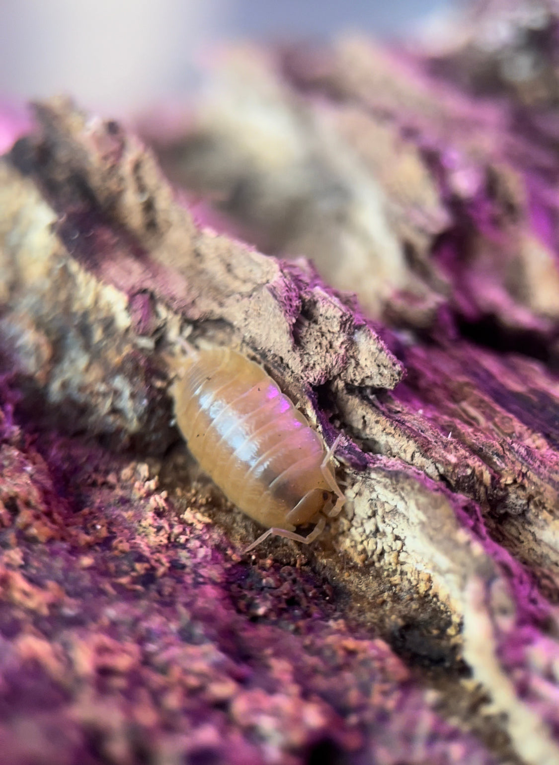 Porcellio leavis "Orange" Isopods