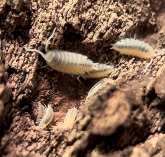 Porcellionides pruinosus "Whiteout" isopod