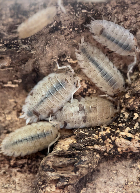 Porcellio scaber "Orange Dalmatian" isopods