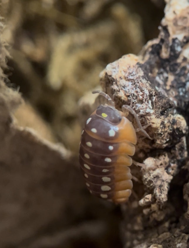 Armadillidium klugii “clown” isopods