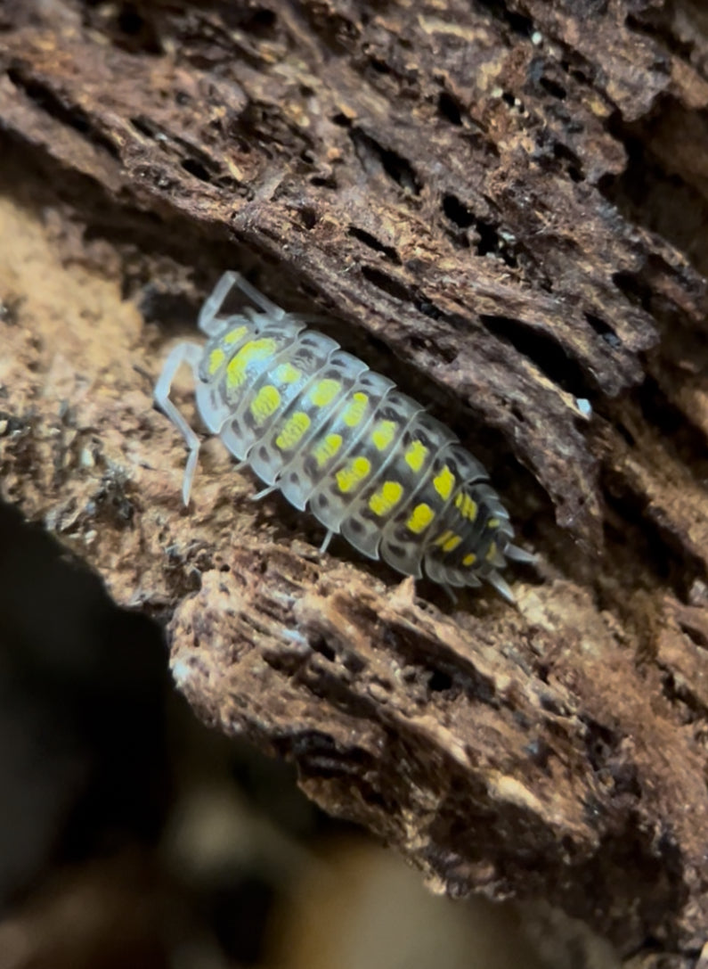 Porcellio haasi “High yellow” isopods