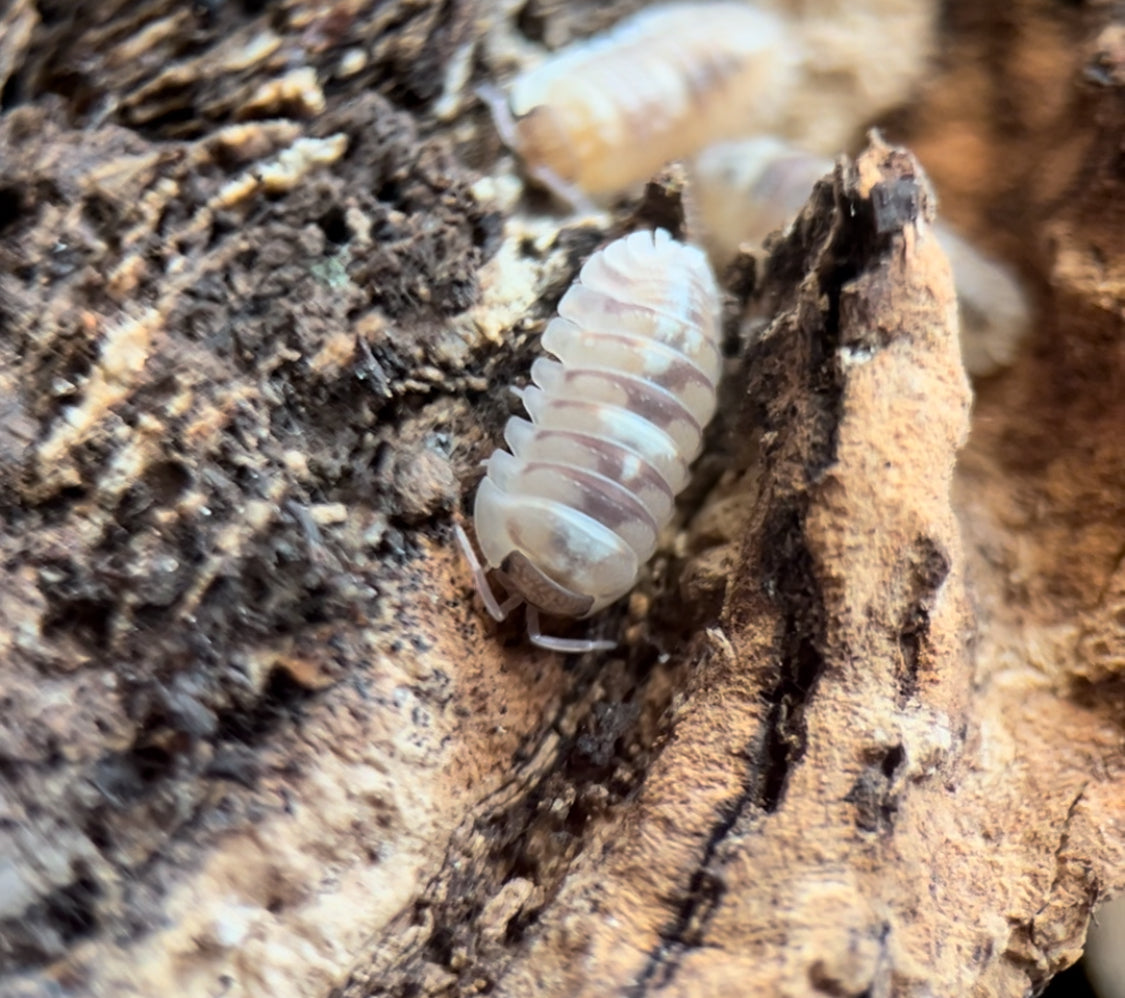 Armadillidium c.f. espanyoli "Marbelized" Isopods