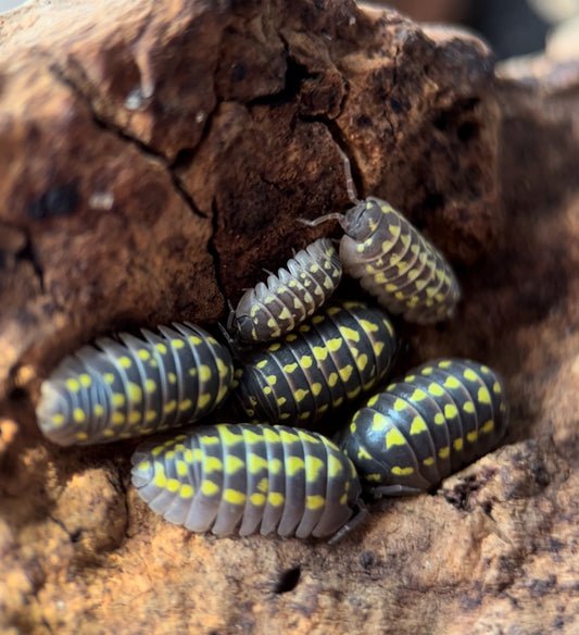 Armadillidium gestroi Isopods