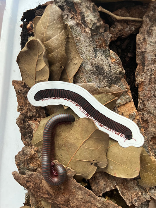 Waterproof sticker - Narceus americanus "Giant American" millipede