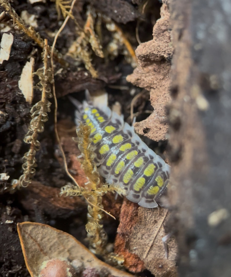 Porcellio haasi “High yellow” isopods