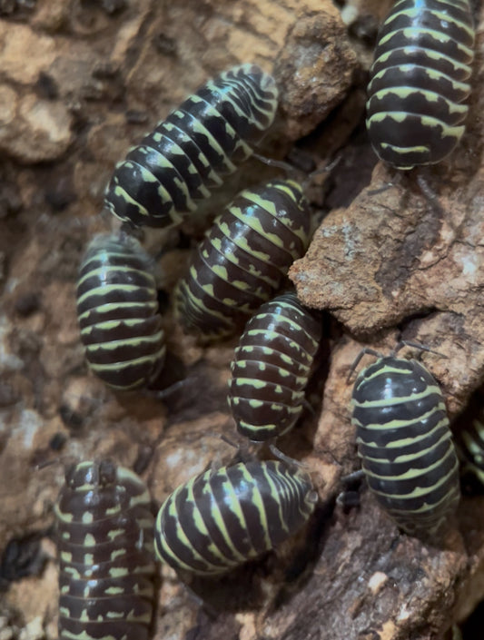 Armadillidium maculatum "Yellow zebra" isopods