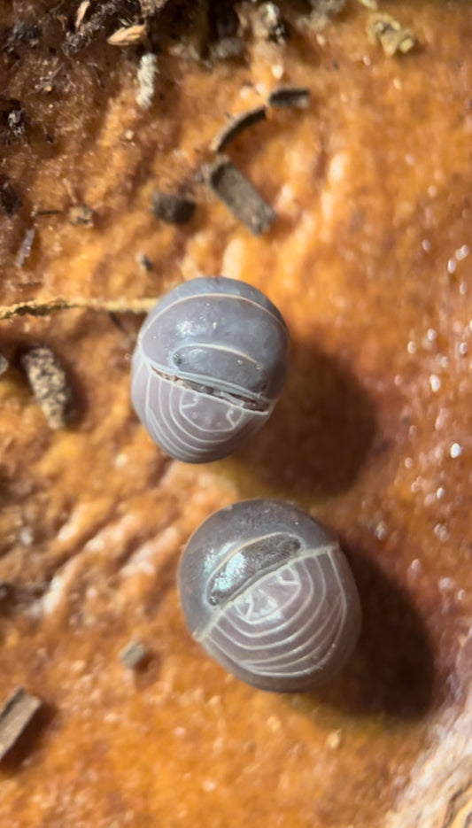 Armadillo officinalis "Greece” - The hissing isopod
