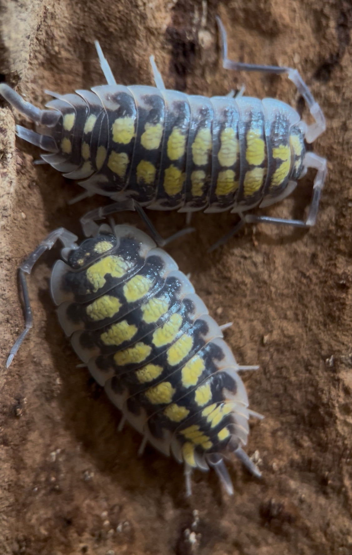 Porcellio haasi “High yellow” isopods