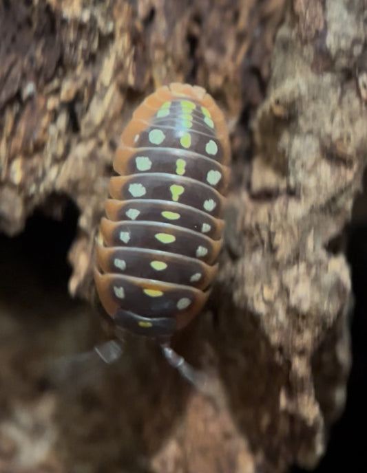 Armadillidium klugii “clown” isopods