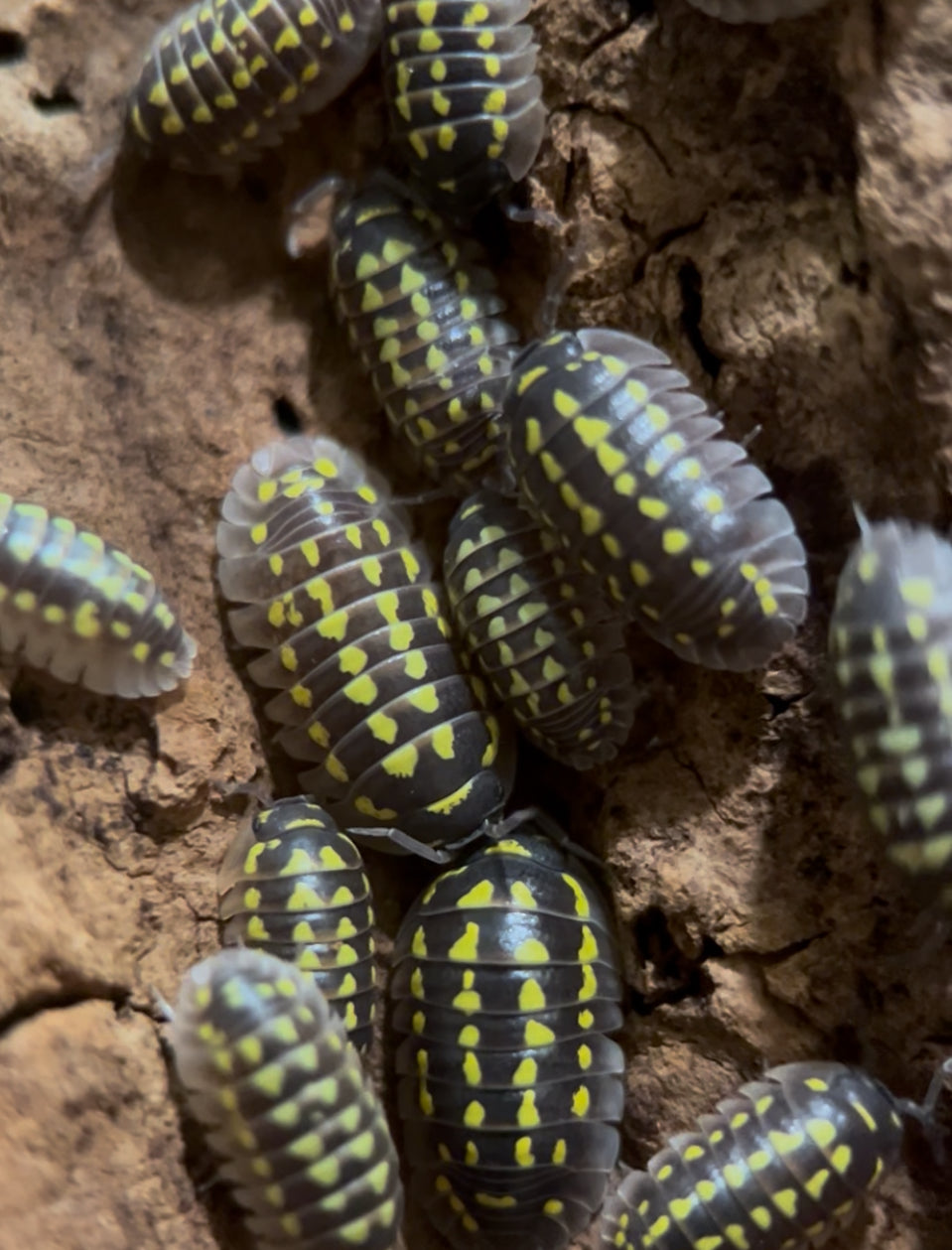 Armadillidium gestroi Isopods