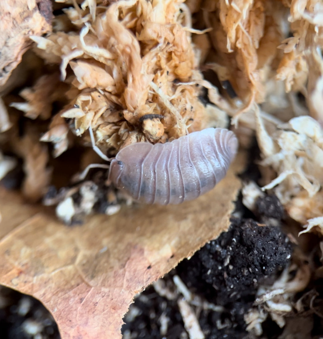 Troglodillo sp. (Previously Cubaris sp.) "Soil" Isopods