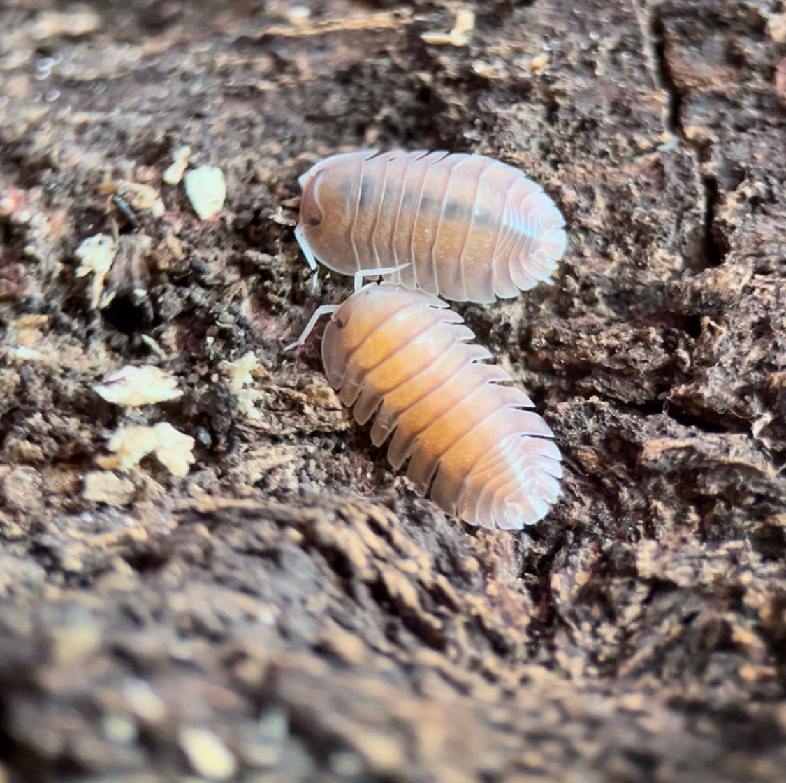 Troglodillo sp. (Previously Cubaris sp.) "Soil" Isopods