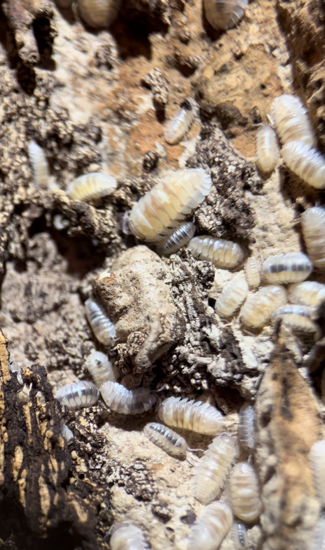 Armadillidium c.f. espanyoli "Marbelized" Isopods