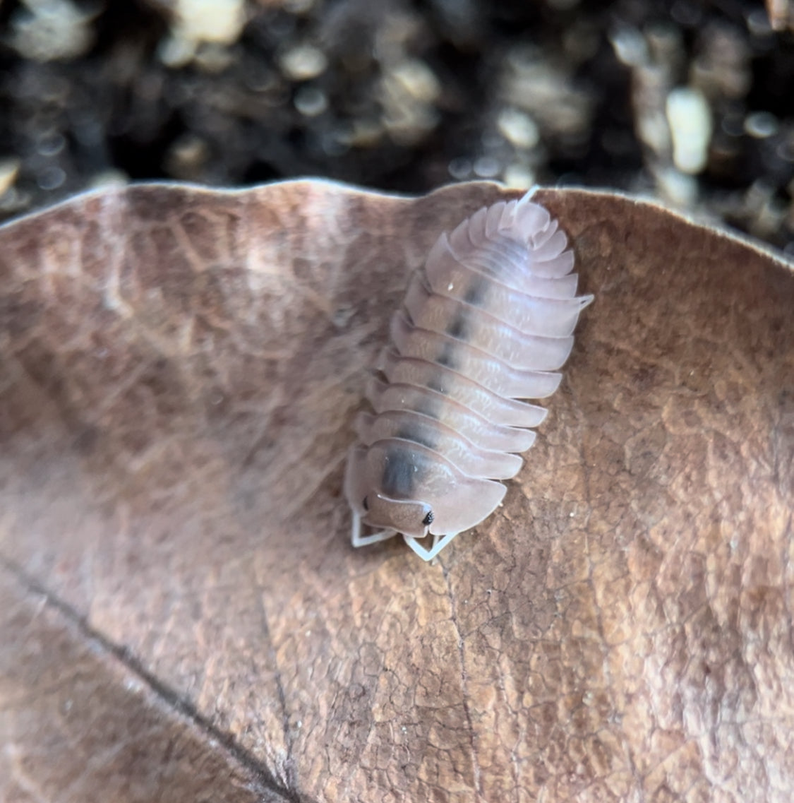 Troglodillo sp. (Previously Cubaris sp.) "Soil" Isopods