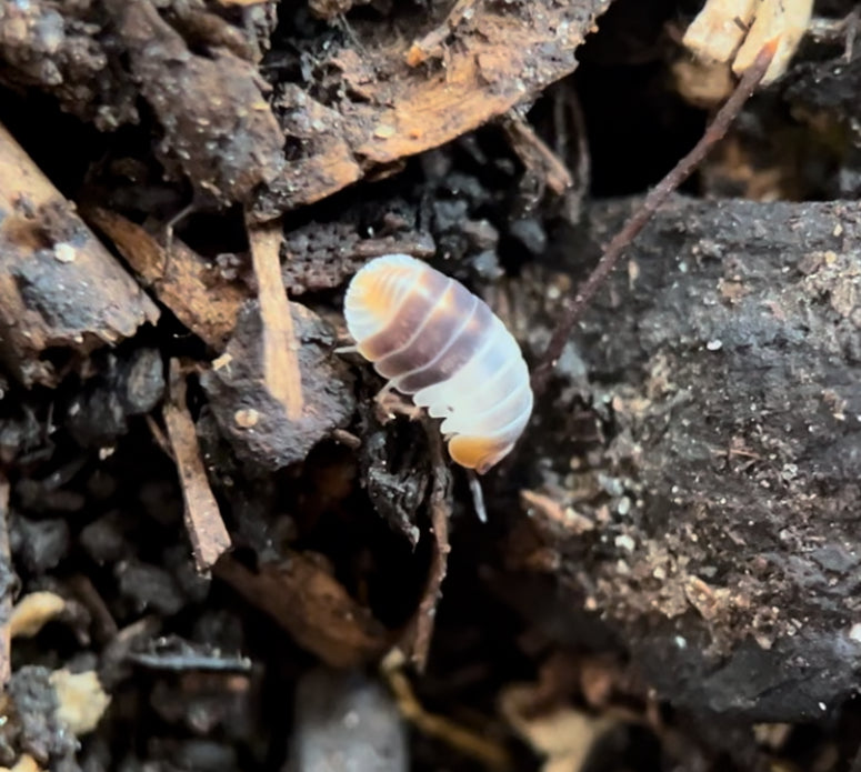 Cubaris sp. "White shark" Isopods