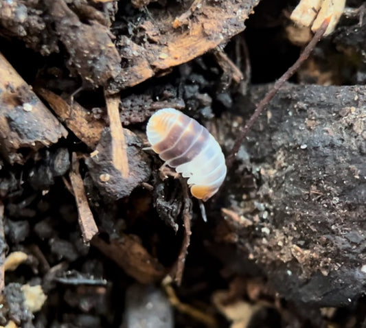 Cubaris sp. "White shark" Isopods