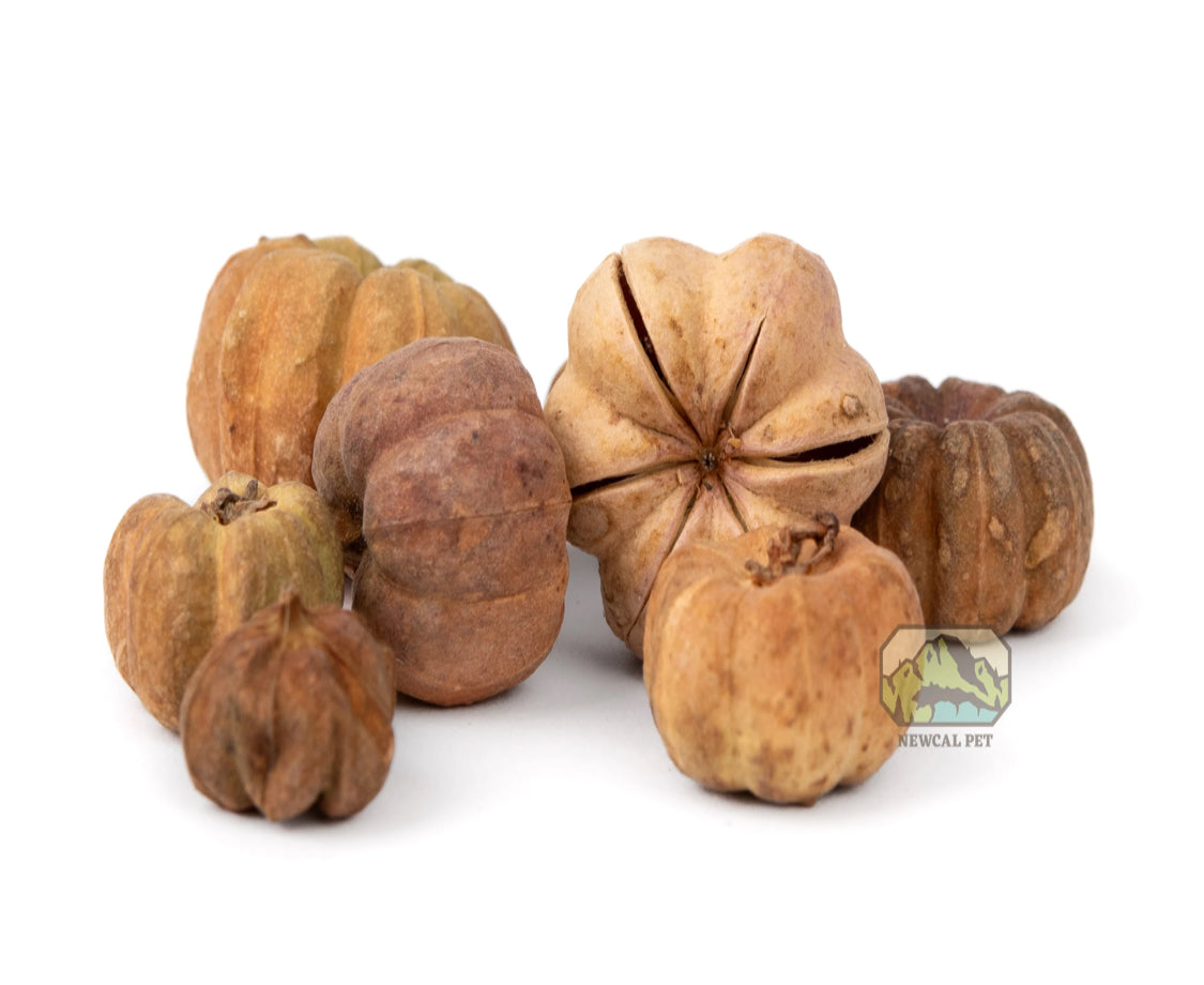NewCal Mini Pumpkin Pods, 1 oz.