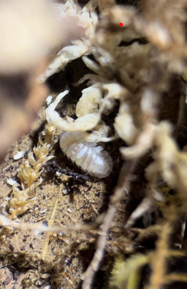 Armadillidium c.f. espanyoli "Marbelized" Isopods