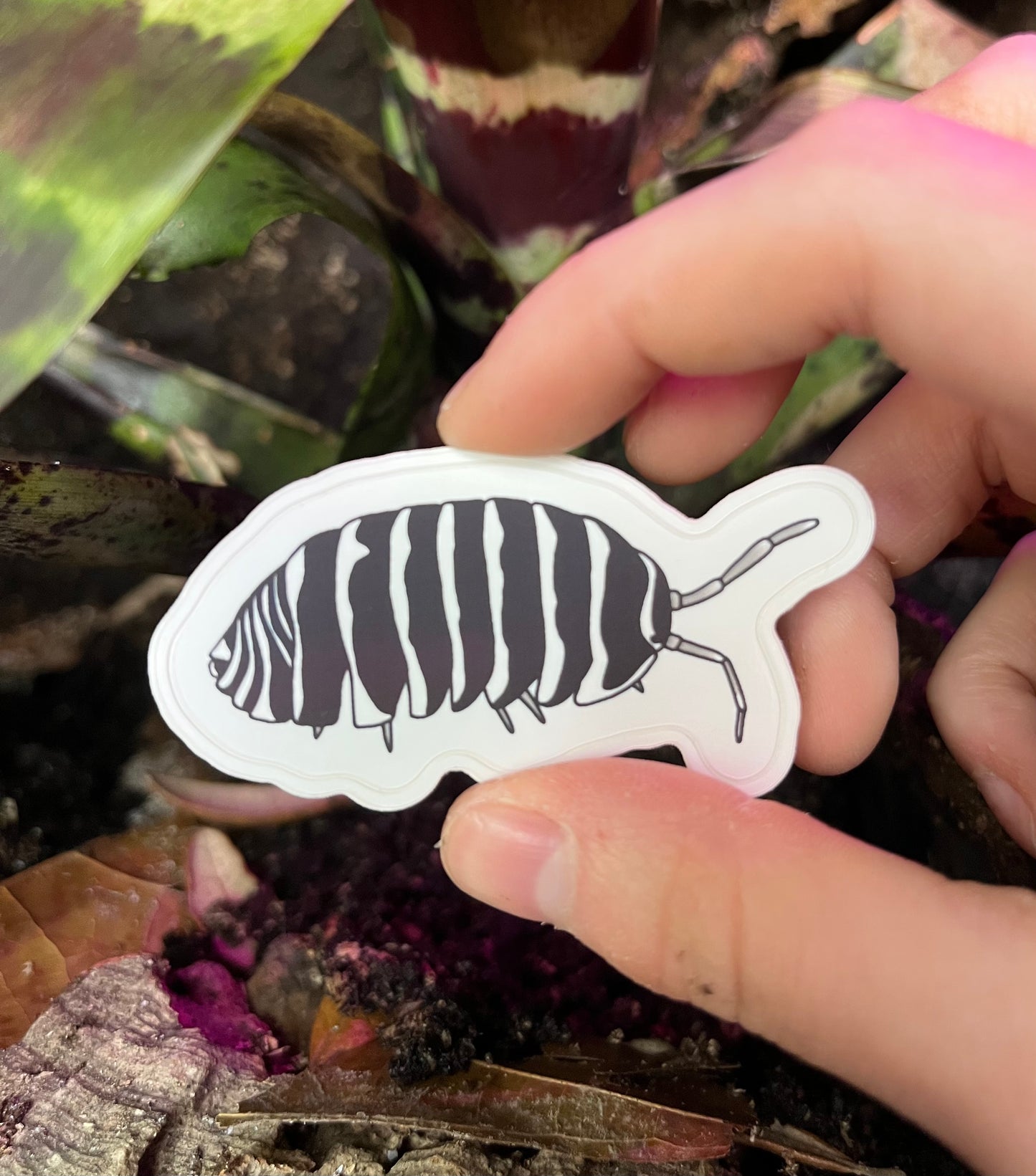 Waterproof sticker - Armadillidium maculatum "Zebra" isopod