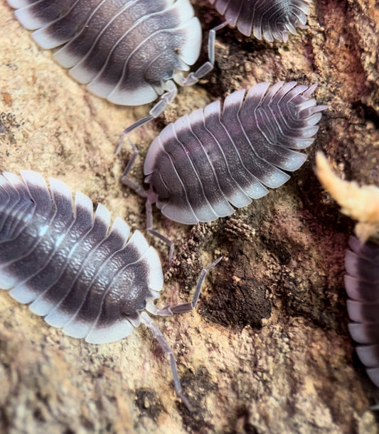 Porcellio werneri "Greek Shield" Isopods