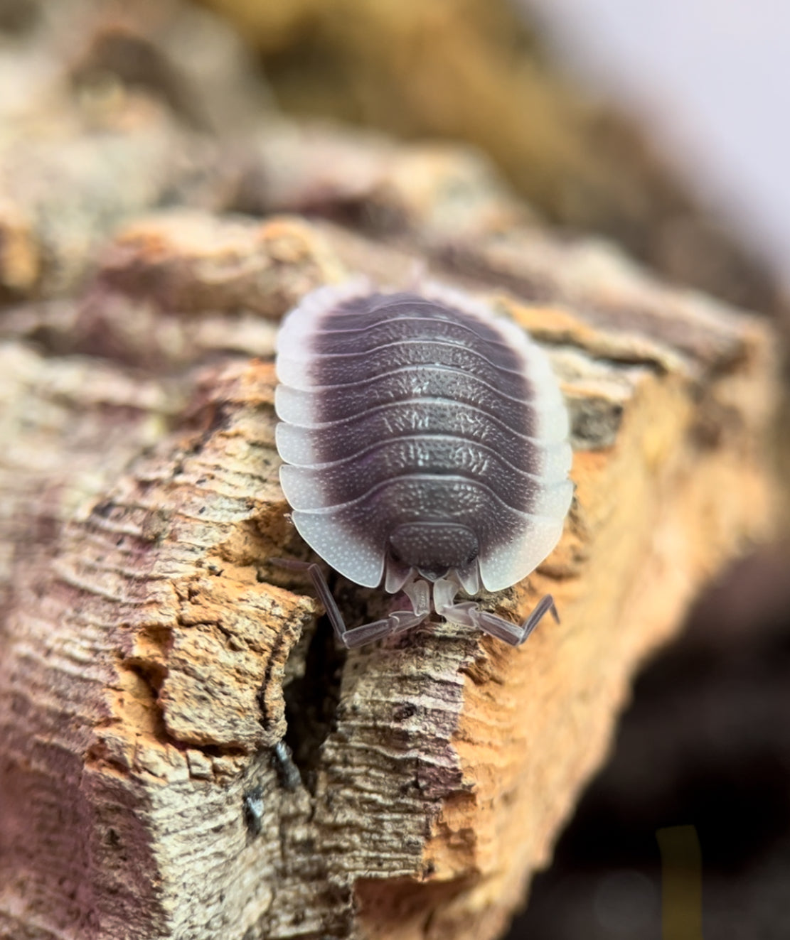 Porcellio werneri "Greek Shield" Isopods