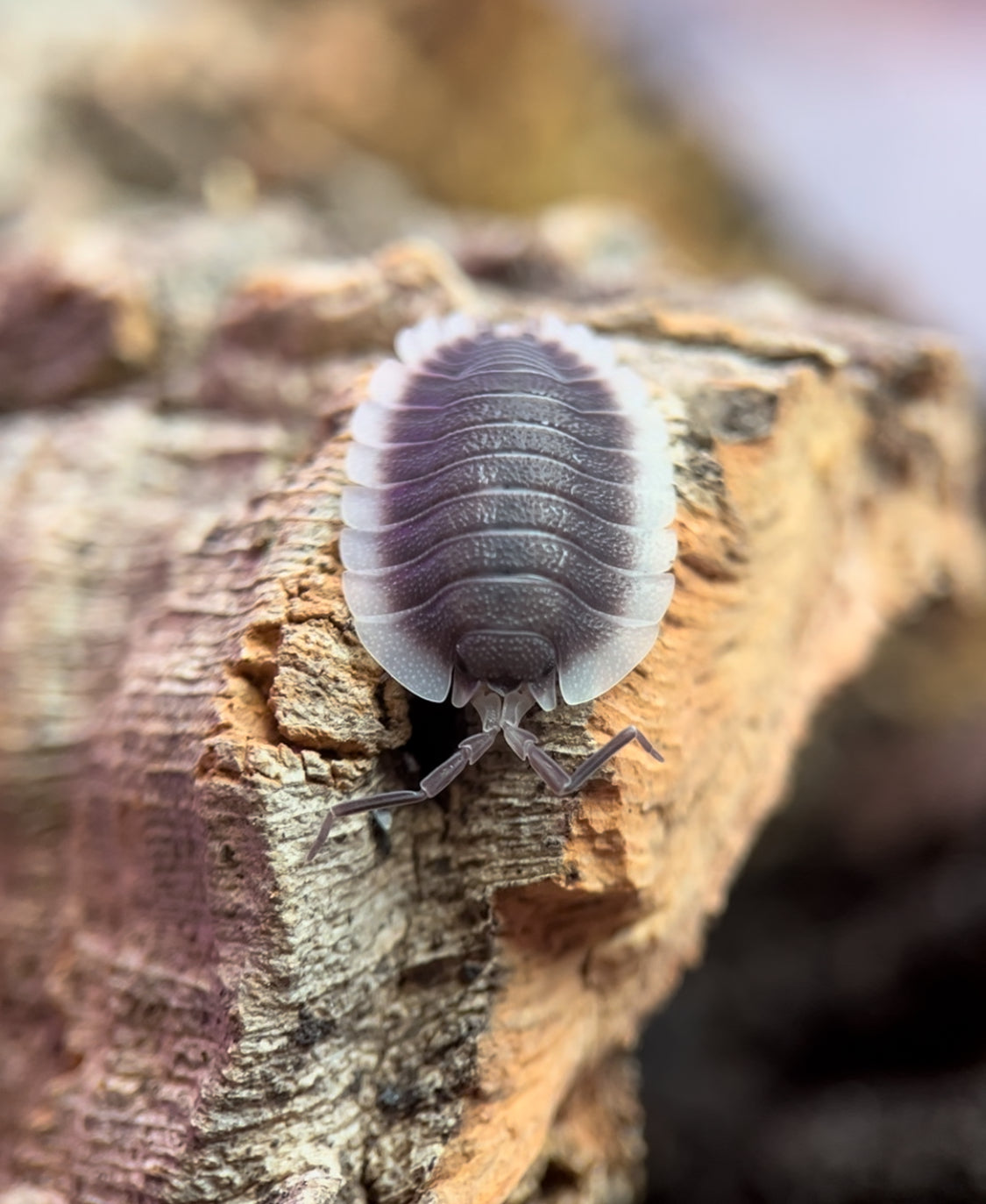 Porcellio werneri "Greek Shield" Isopods