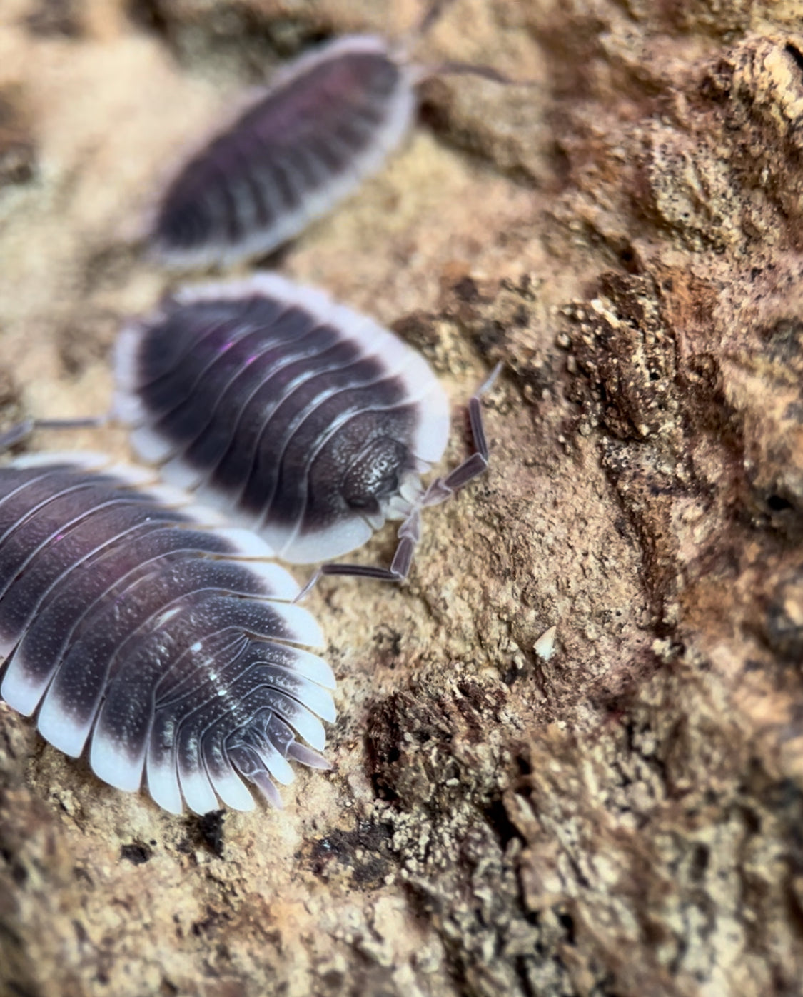 Porcellio werneri "Greek Shield" Isopods