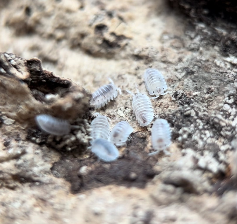 Nesodillo archangeli "Shiro Utsuri" Isopods