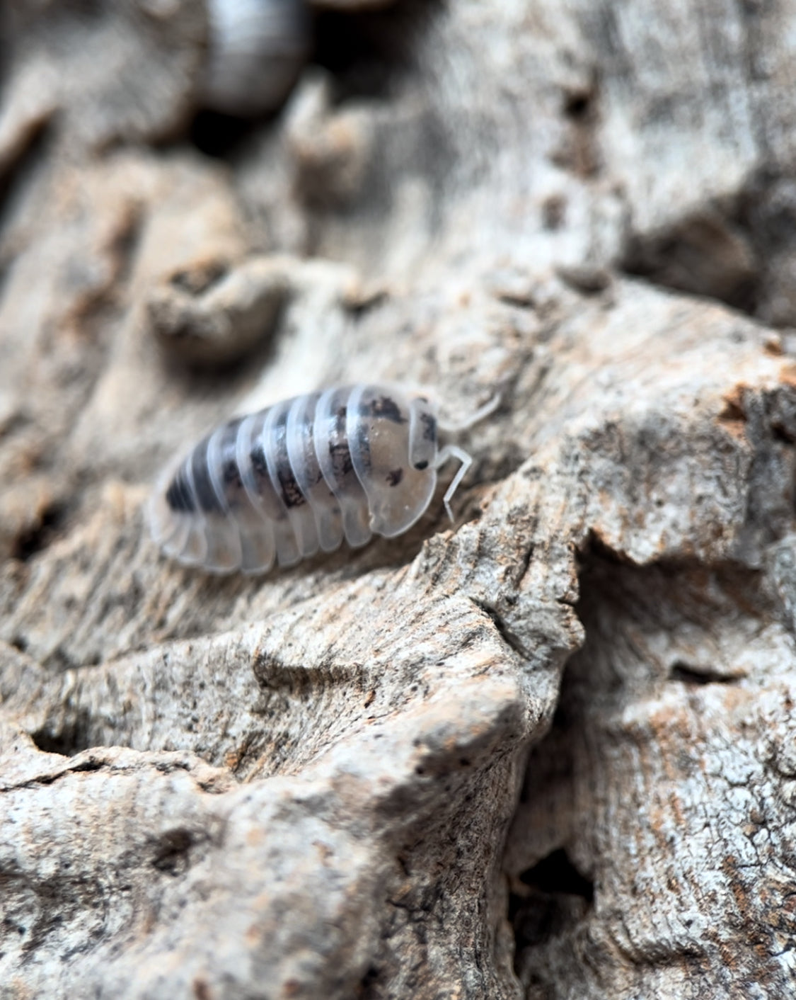 Nesodillo archangeli "Shiro Utsuri" Isopods